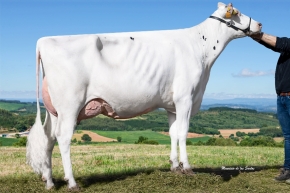 CUNDINS XF FREEMAX ROZELLA