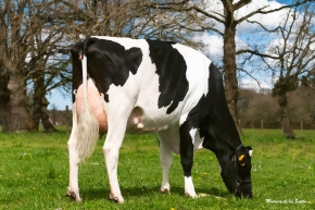 JAIME SHARPE 977