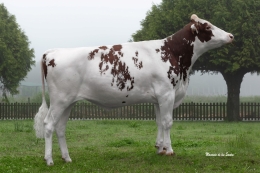 CUNDINS CIRIO FIV RED ET      