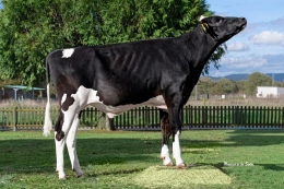 WEH 31831 CALIX ET