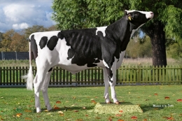 EHS 77268 SHIPPER ET