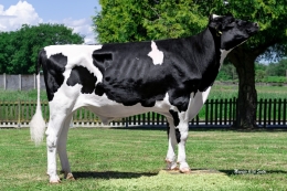 DG 5077 FUSSION ET            
