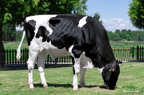 DG 5077 FUSSION ET