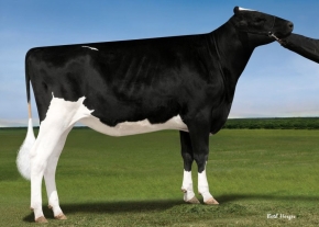 PINE-TREE 6660 BAND 7234 ET