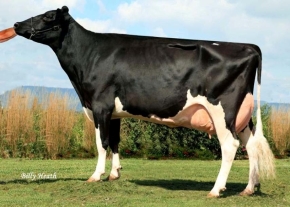 CALBRETT SHOTTLE LEA ET