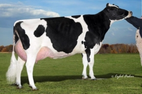 CHERRY CREST MANOMAN ROZ ET