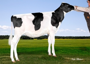 MURRYHOLM BALISTO PENNY ET