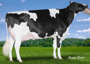 CLAYNOOK DEWDROP MONTEREY ET