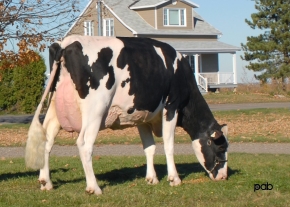 JOLICAP CABRIOLE EXPORT