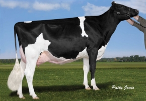 COMESTAR GOLDWYN LILAC