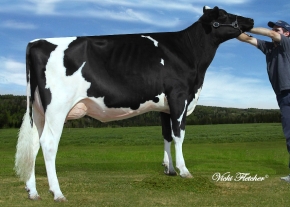 BEAUCOISE GOLDWYN COMANCHE ET