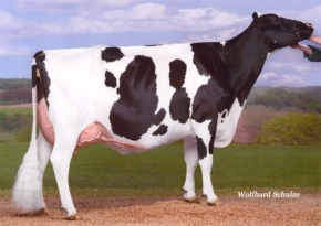 KNS DALISTA ET