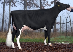 PRISMAGEN LADY LIZ ET