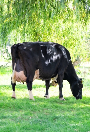 XIANTINA ET