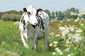 ANDERSTRUP RAMOS CAMIL