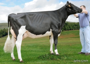 VILARMOR MORODO BILMA 6019