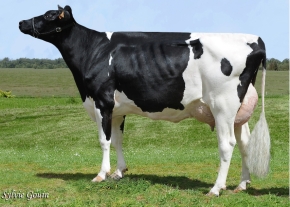 BOS SAN-RIAN JERSEY XACOBEO ET