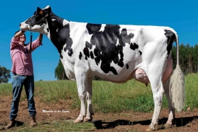 FONTELAS SUPERTORO 864 UNO ET