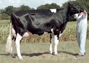 OUTEIRO LHEROS BAMBI