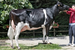 CAMPOLONGO SUPERTORO DOMINGO