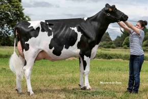 SARA ARION 4403 MARION