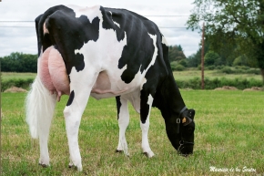 SARA ARION 4403 MARION