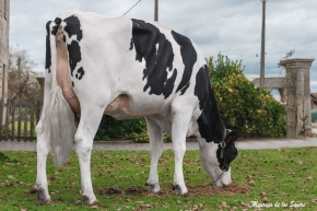 CASAGABINO JAKE NAIARA FIV ET