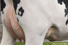 CASAGABINO JAKE NAIARA FIV ET