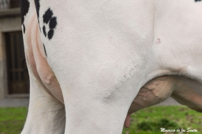 CASAGABINO JAKE NAIARA FIV ET