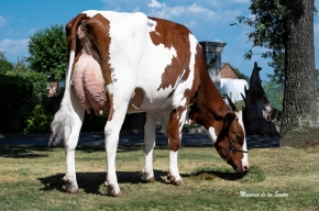 CASAGABINO RUBELS FRESA RED