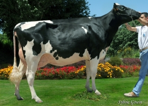 BLANCOH. DUPLEX MEGATINA ET