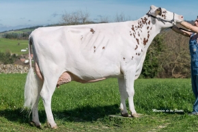 ABONXO RUBICON LARISA ROJA ET