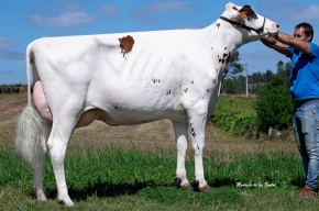 ABONXO SALVUS PEACH ET
