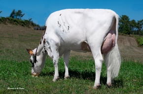 ABONXO SALVUS PEACH ET