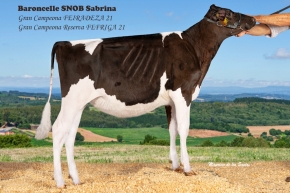 BARONCELLE SNOB SABRINA 5761