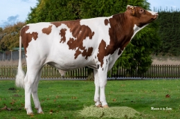 LSCG TANXU P FIV RED ET       