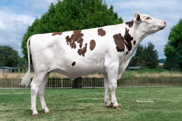 CANDESA 2687 GABANA FIV RED ET