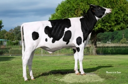 LSCG GABRIELLE GABEIRAS FIV ET