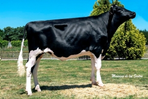 RODASINDE XF DOORMAN DERBI ET