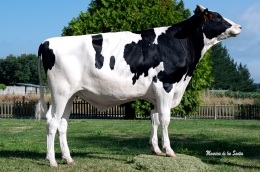 ARROXOS RENEGADE REQUEIXO ET  