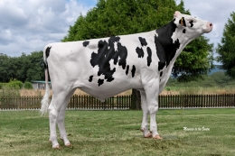 CREXAL FLADDERAK FLADINE      