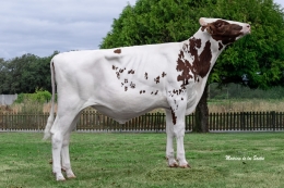 CASAGABINO 9642 SABEL RED     