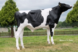 MEADOWHOLSTEINS K&L RM FLORIN