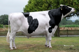 CASTROMIL ET