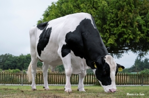 CASTROMIL ET
