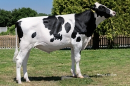KOE 10275 SPORTING ET