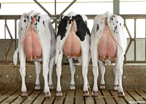 HIJAS DE GIGABALL - HOLANDA
