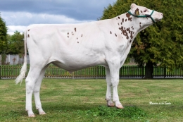 3STAR POPPE TIGER RED