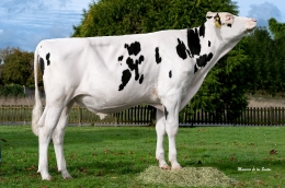 DIEKERS 3STAR OH FLADDERAK