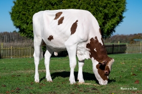 SCHUIT 3STAR MARCEL RED